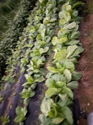 이강주님의 자유주제 · 자유게시판 작성글 사진