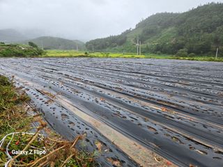 박현주님의 파 · 영농일지 작성글 사진