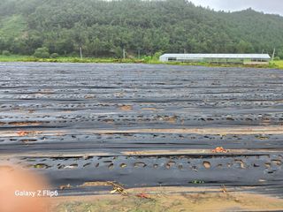 박현주님의 파 · 영농일지 작성글 사진