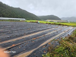 박현주님의 파 · 영농일지 작성글 사진