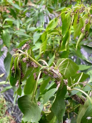 박진태님의 고추 · 병해충상담 작성글 사진