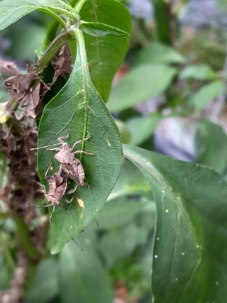 박진태님의 고추 · 병해충상담 작성글 사진