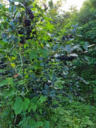 박성연님의 딸기 · 일상 작성글 사진