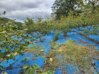 김영옥님의 자유주제 · 자유게시판 작성글 사진