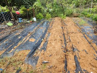 김영옥님의 자유주제 · 자유게시판 작성글 사진