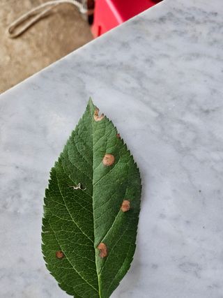 두릅나무21048님의 사과 · 병해충상담 작성글 사진