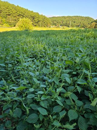 藝園님의 들깨 · 영농일지 작성글 사진