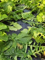 팜모닝 농사, 무엇이든 물어보세요!·참여글 게시글 이미지