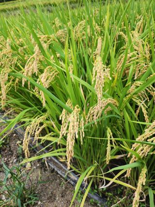 새싹농장님의 벼 · 영농일지 작성글 사진