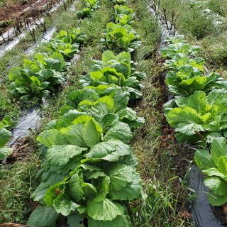정연섭님의 자유주제 · 자유게시판 작성글 사진