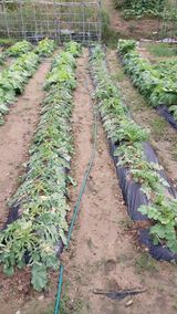 팜모닝 기타작물·병해충상담 게시글 이미지