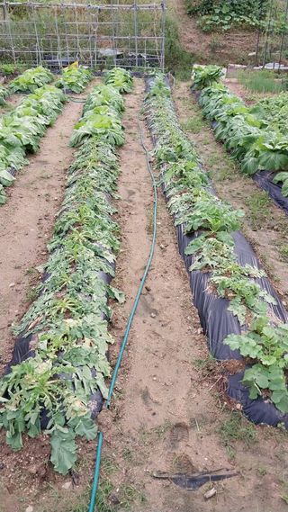 세종감자님의 기타작물 · 병해충상담 작성글 사진