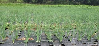 신승철님의 파 · 영농일지 작성글 사진