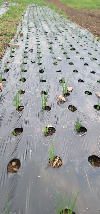 신승철님의 파 · 영농일지 작성글 사진