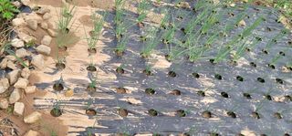 신승철님의 파 · 영농일지 작성글 사진