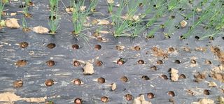 신승철님의 파 · 영농일지 작성글 사진