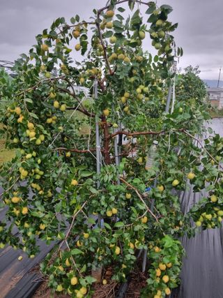 쭈니팜 님의 자유주제 · 자유게시판 작성글 사진