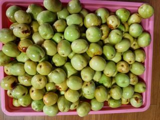 쭈니팜 님의 자유주제 · 자유게시판 작성글 사진