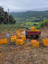 팜모닝 사과·영농일지 게시글 이미지