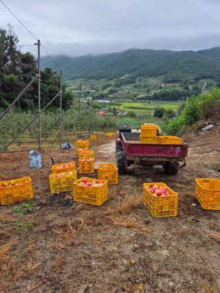 사과23359님의 사과 · 영농일지 작성글 사진