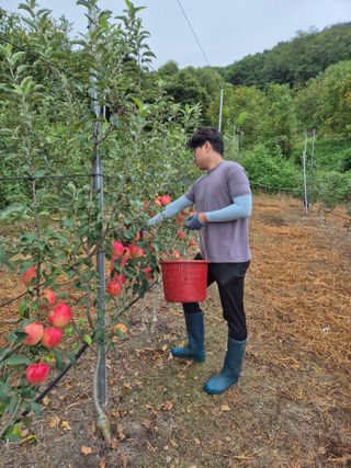 사과23359님의 사과 · 영농일지 작성글 사진
