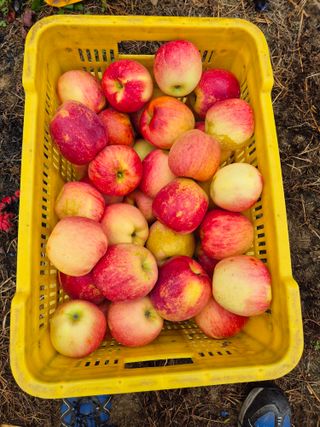 사과23359님의 사과 · 영농일지 작성글 사진