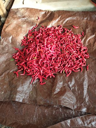 샤이니바다님의 고추 · 영농일지 작성글 사진