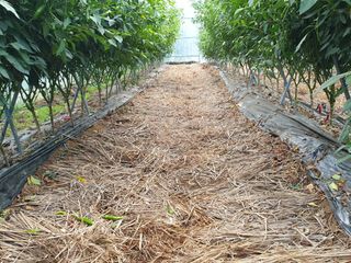 샤이니바다님의 고추 · 영농일지 작성글 사진