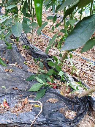 샤이니바다님의 고추 · 영농일지 작성글 사진