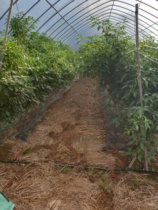 샤이니바다님의 고추 · 영농일지 작성글 사진