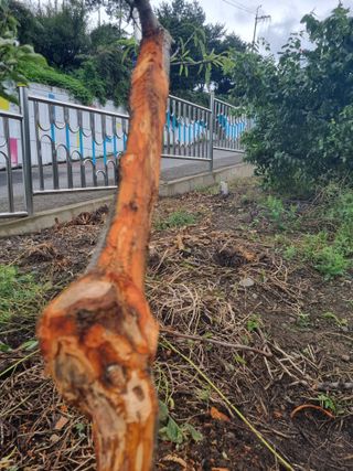 김용대님의 자유주제 · 자유게시판 작성글 사진