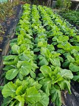 팜모닝 배추·병해충상담 게시글 이미지