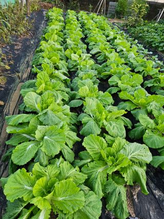 처마밑에추녀님의 배추 · 병해충상담 작성글 사진