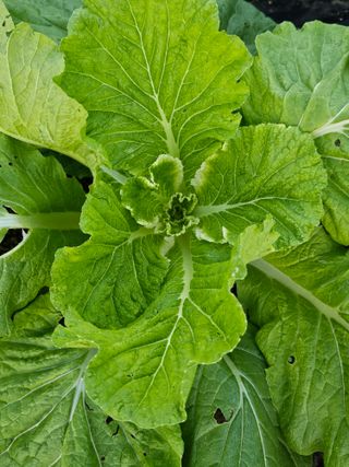 처마밑에추녀님의 배추 · 병해충상담 작성글 사진