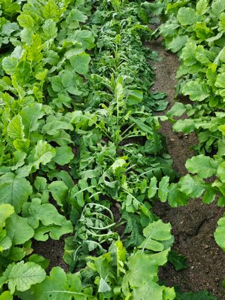 처마밑에추녀님의 배추 · 병해충상담 작성글 사진