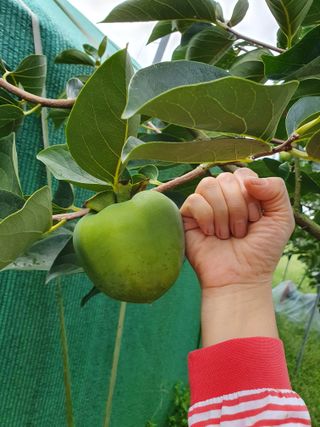 서선옥님의 감 · 영농일지 작성글 사진