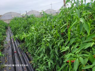 이동훈님의 고추 · 영농일지 작성글 사진