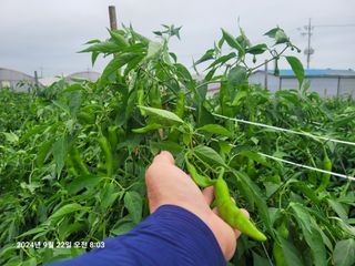 이동훈님의 고추 · 영농일지 작성글 사진