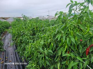 이동훈님의 고추 · 영농일지 작성글 사진