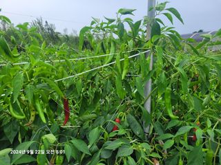 이동훈님의 고추 · 영농일지 작성글 사진