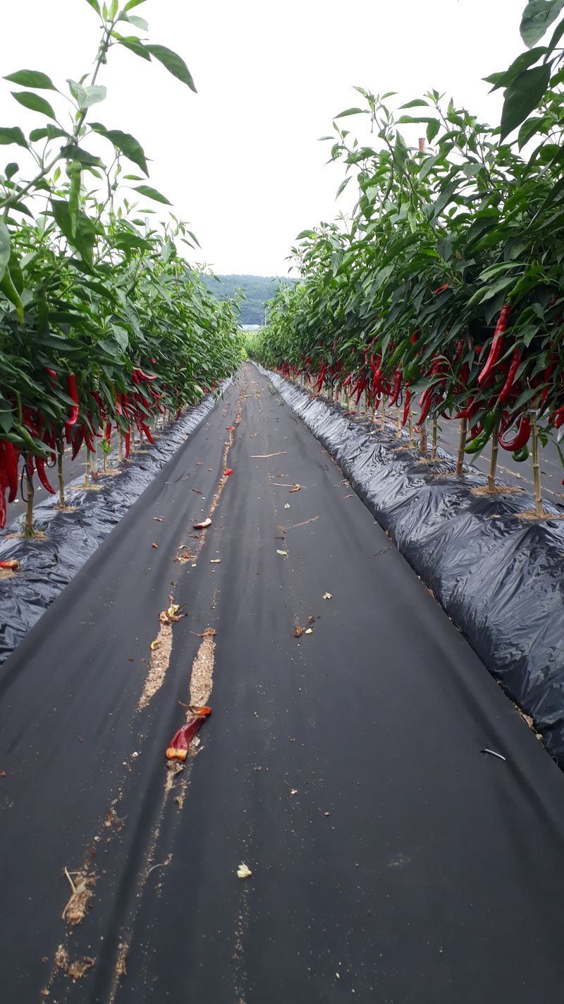 장터 상품 [햇고추가루(반양건) 2kg] 썸네일