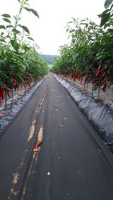 팜모닝 · 게시글 이미지