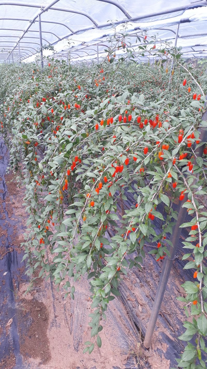 청양농군김한귀님의 장터 판매 상품 [햇고추가루(반양건) 2kg] 첨부 사진