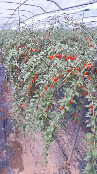 청양농군김한귀님의 작성글 사진