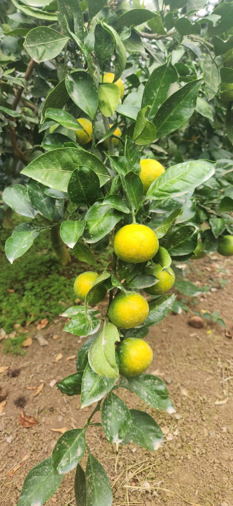 김경희님의 장터 판매 상품 [하우스감귤(유라실생)] 첨부 사진