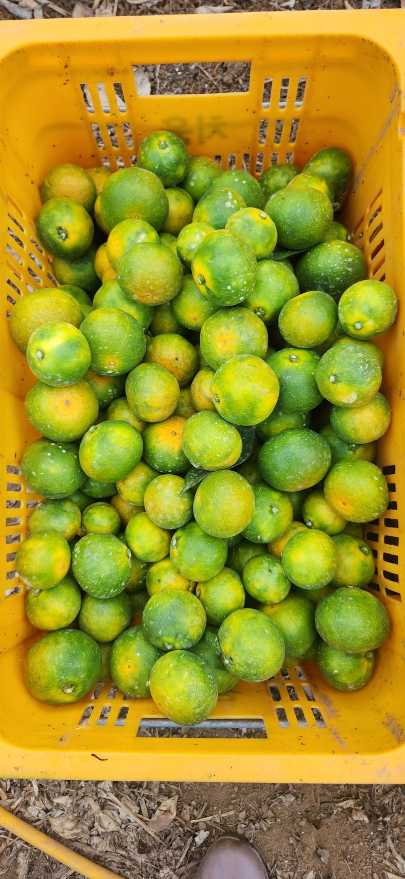 김경희님의 장터 판매 상품 [하우스감귤(유라실생)] 첨부 사진