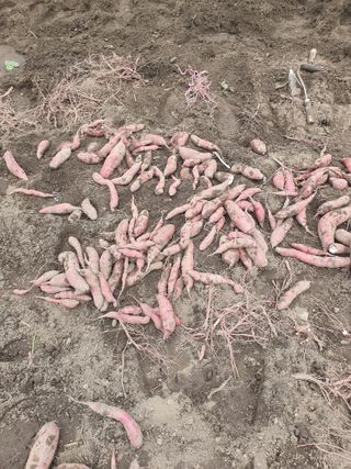 옥천서화농님의 자유주제 · 자유게시판 작성글 사진