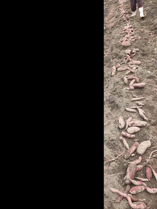 옥천서화농님의 자유주제 · 자유게시판 작성글 사진