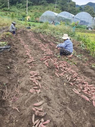 옥천서화농님의 자유주제 · 자유게시판 작성글 사진
