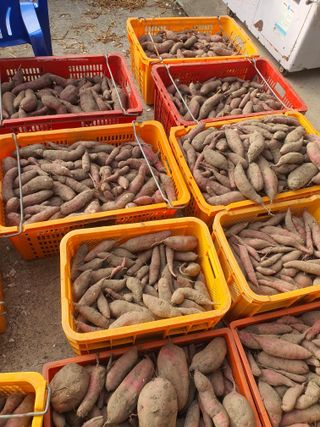 옥천서화농님의 자유주제 · 자유게시판 작성글 사진